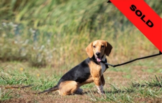 Beagle- Bedbug detection dog- SOLD (Company in Canada)