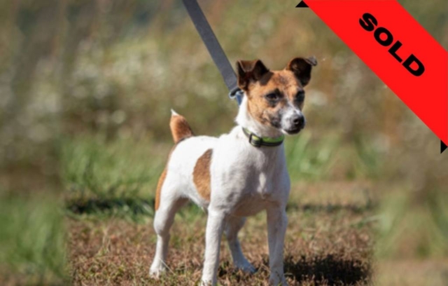 Jack Russell Terrier - Bedbug detection dog- SOLD (Company in Ohio)