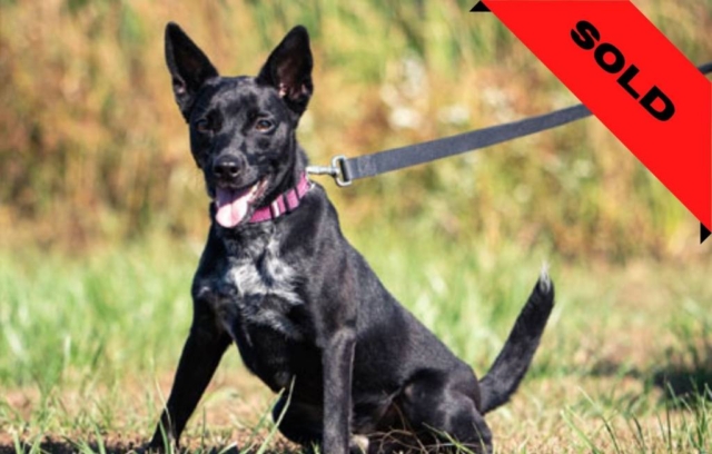 Rat Terrier - Bedbug detection dog- SOLD (Company in New Jersey)