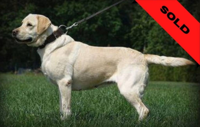 Yellow lab- Bedbug detection dog- SOLD (Company in New York)