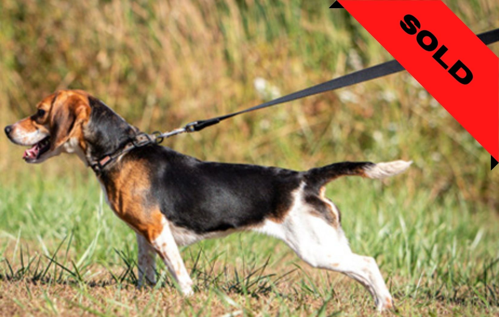 Beagle- Bedbug detection dog- SOLD (Company in Minnesota)