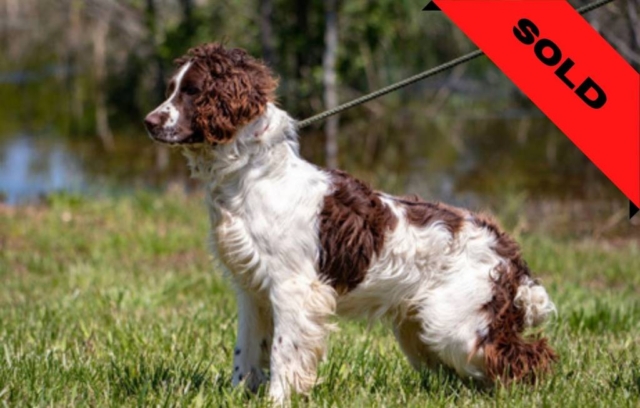 Springer Spaniel- Bedbug detection dog- SOLD (Company in South Carolina)